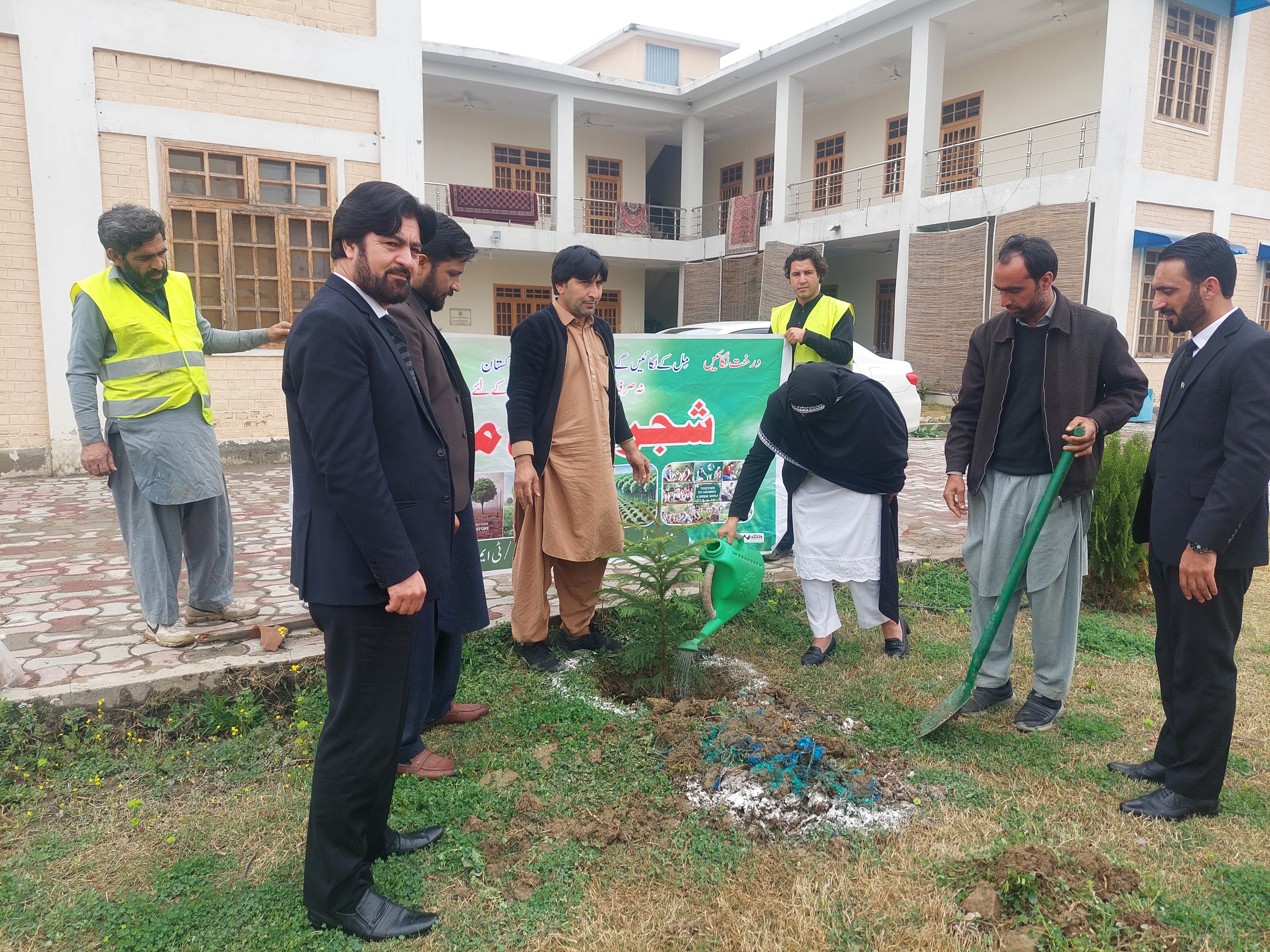 Arucaria Plant, Planted by Hon'ble Additional District and Sessions Judge -II Buner